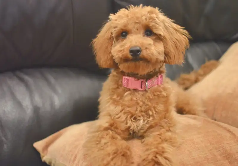 خریدسگ پودل