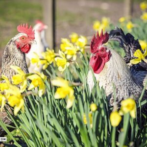 داروی طیوری